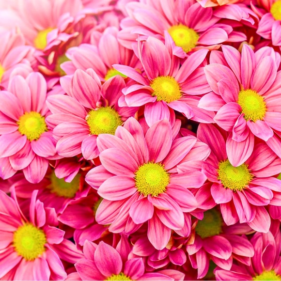 🌸🌴💗🌸🌴💗🌸🌴💗🌸🌴💗🌸🌴💗🌸🌴💗 - Picture 8 of 16